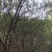 石榴树12~14cm10~12cm3~3.5米