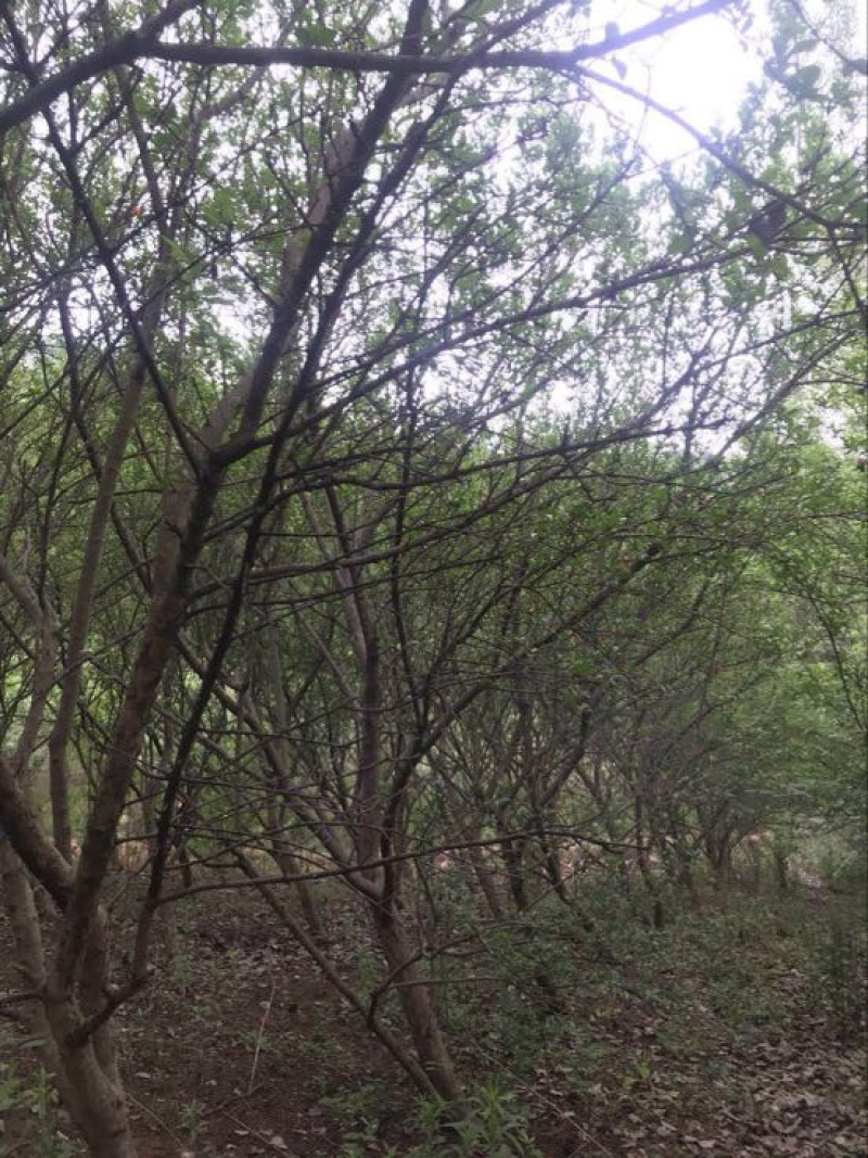 石榴树12~14cm10~12cm3~3.5米
