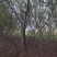 石榴树12~14cm10~12cm3~3.5米