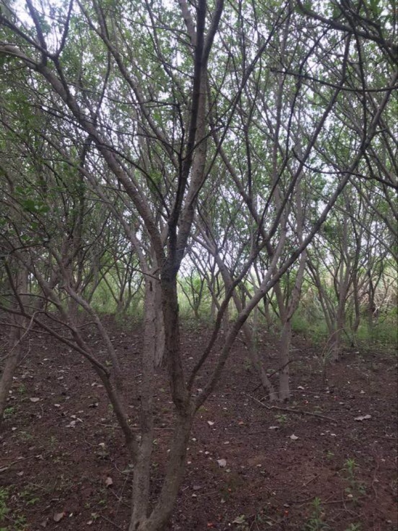 石榴树12~14cm10~12cm3~3.5米