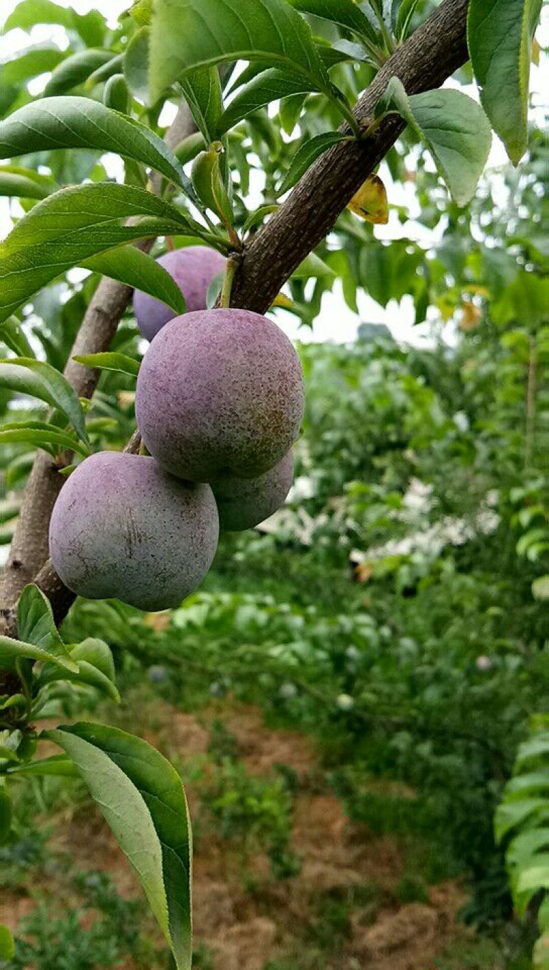 品东坡白马凤凰李唤初吻的记忆