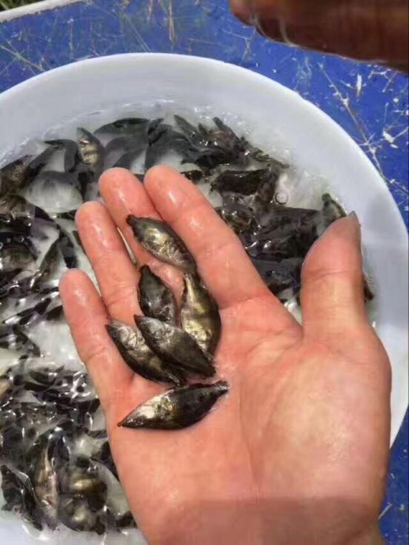 鳜鱼苗桂花鱼苗免费养殖技术指导