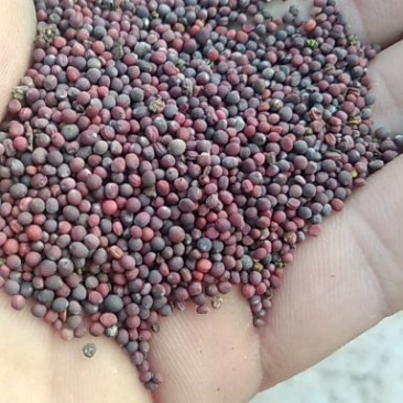 油菜籽