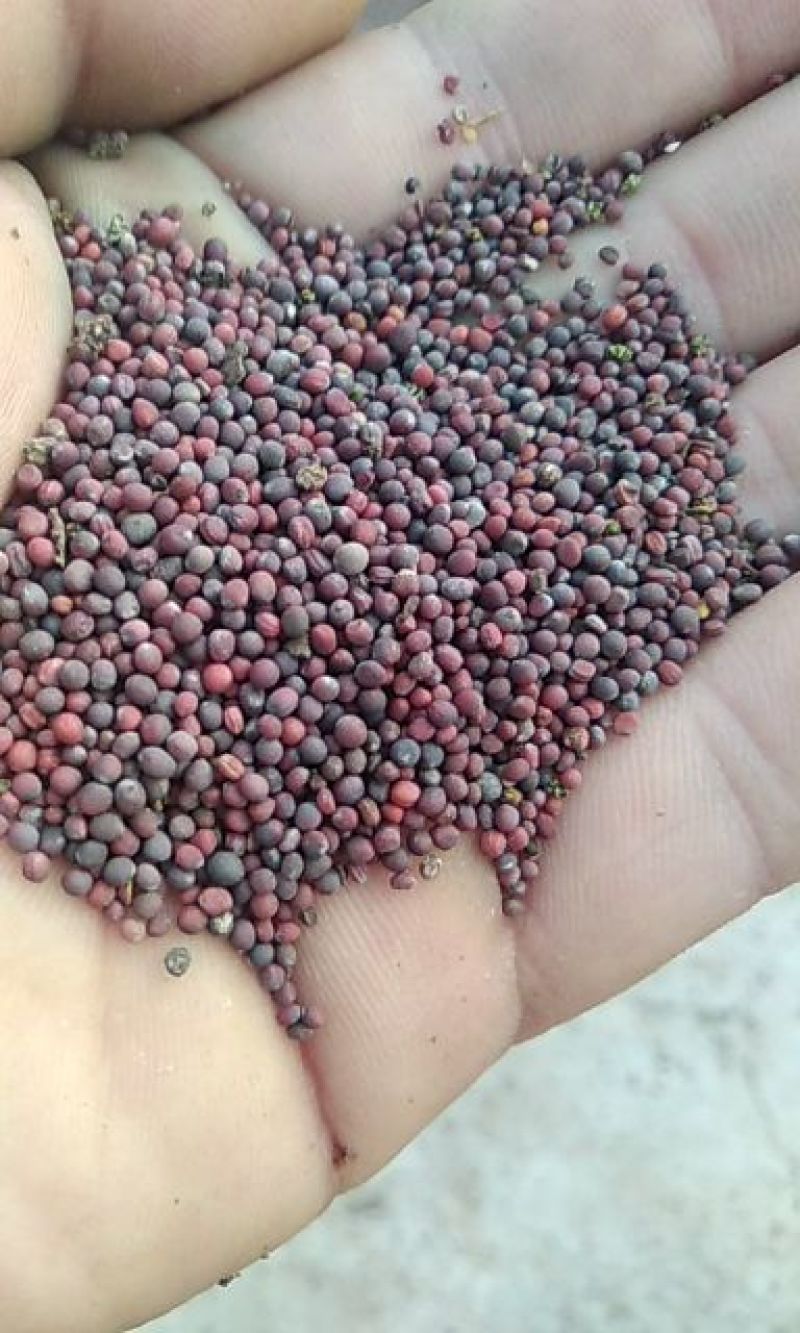 油菜籽