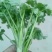 大叶香菜25~30厘米以下