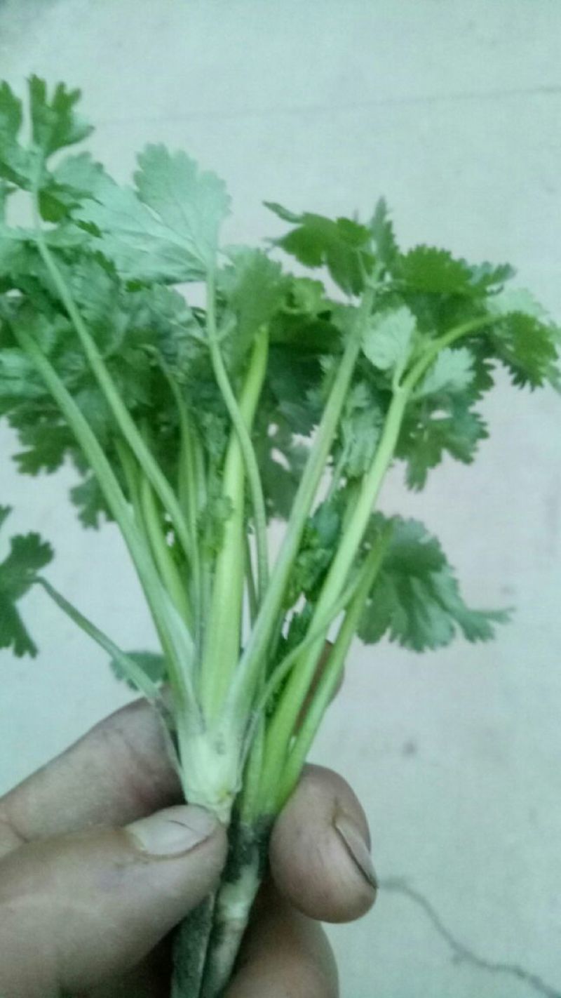 大叶香菜25~30厘米以下