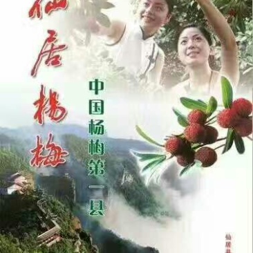 仙居杨梅
