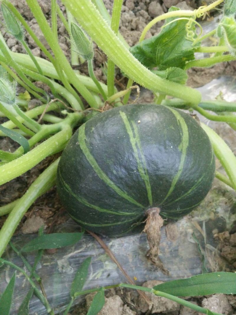 黑金刚南瓜