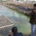 泥鳅苗，本地泥鳅苗，台湾泥鳅苗，规格：5～7公分