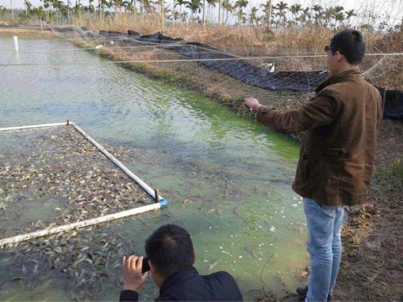 泥鳅苗，本地泥鳅苗，台湾泥鳅苗，规格：5～7公分