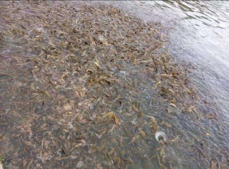 泥鳅苗，本地泥鳅苗，台湾泥鳅苗，规格：5～7公分