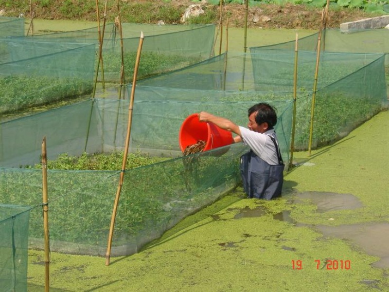 黄鳝苗，正大9号鳝苗，品质优产量高，规格：15～20公分