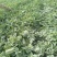 甜王西瓜8斤打底8成熟1茬