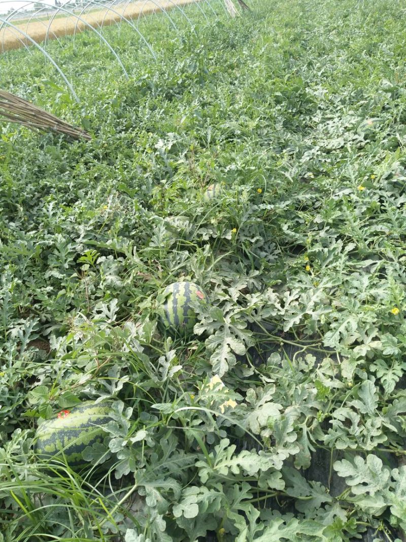 甜王西瓜8斤打底8成熟1茬