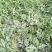 甜王西瓜8斤打底8成熟1茬