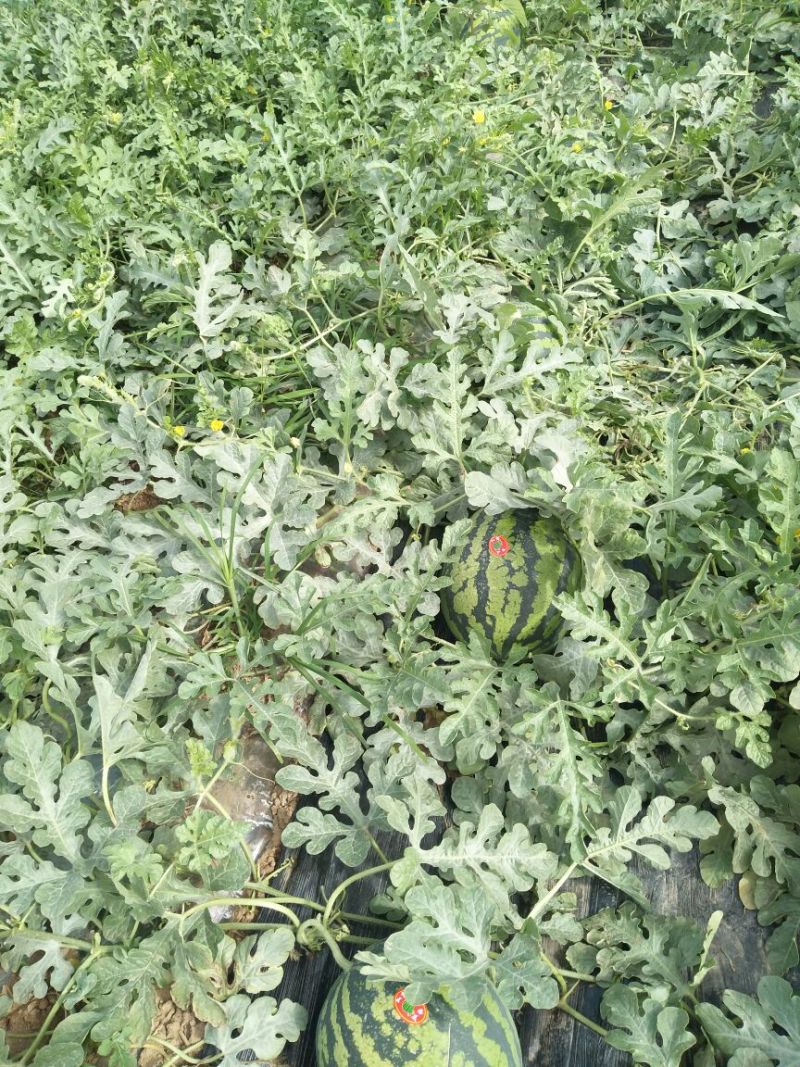 甜王西瓜8斤打底8成熟1茬