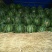 甜王西瓜8斤打底8成熟1茬