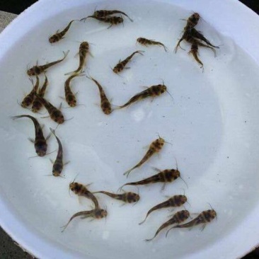 黄颡鱼苗,黄骨鱼苗、黄辣丁鱼苗,全雄黄骨鱼苗黄颡鱼苗