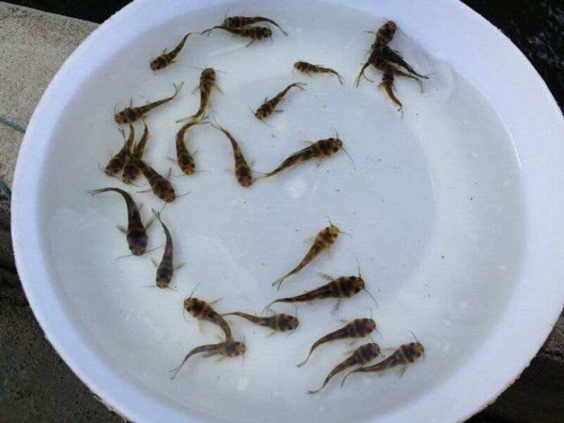 黄颡鱼苗，黄骨鱼苗、黄辣丁鱼苗，全雄黄骨鱼苗黄颡鱼苗