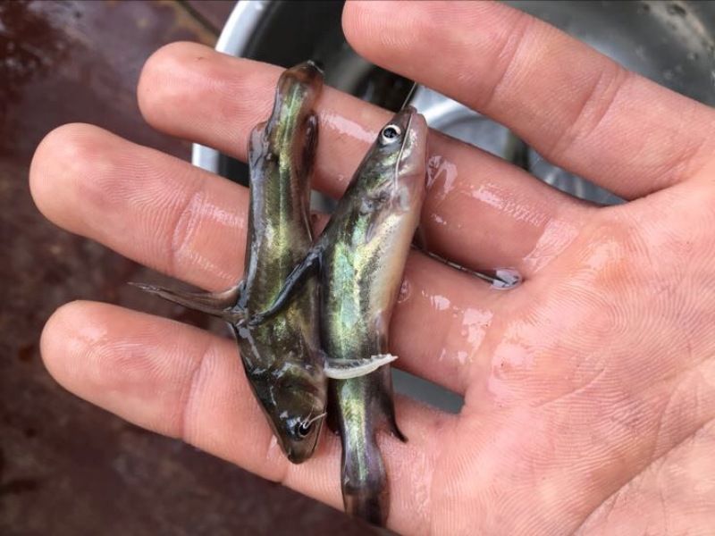 黄颡鱼苗，黄骨鱼苗、黄辣丁鱼苗，全雄黄骨鱼苗黄颡鱼苗