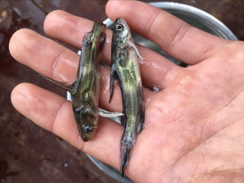 黄颡鱼苗，黄骨鱼苗、黄辣丁鱼苗，全雄黄骨鱼苗黄颡鱼苗