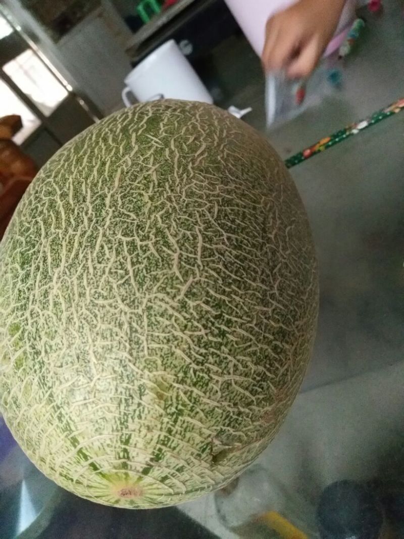 西州蜜瓜3斤以上椭圆形