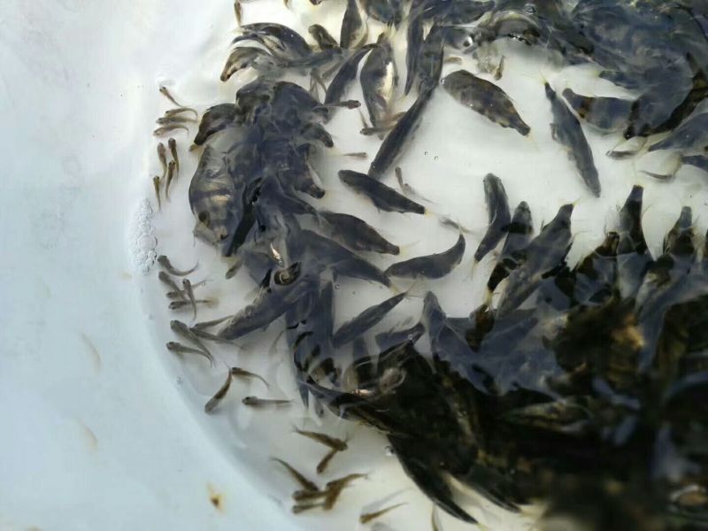 桂鱼苗桂鱼苗批发出售桂鱼苗