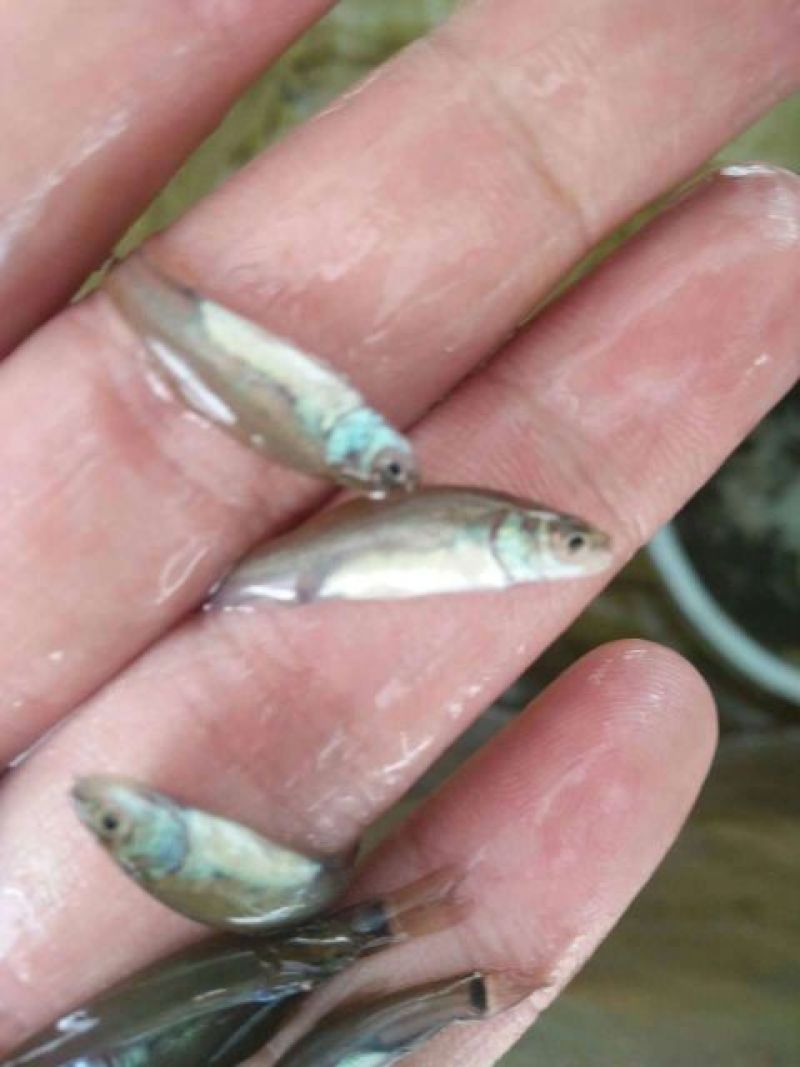 超大规格丁桂鱼苗淡水鱼苗批发提供养殖技术耐养活