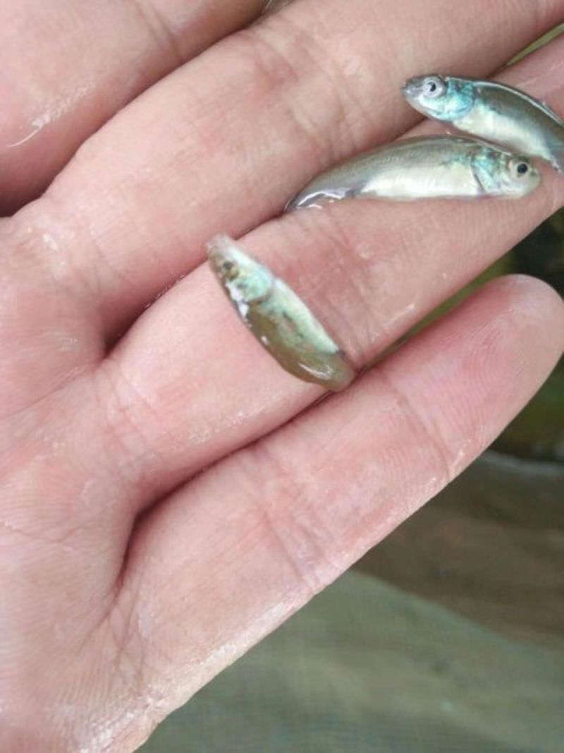 超大规格丁桂鱼苗淡水鱼苗批发提供养殖技术耐养活