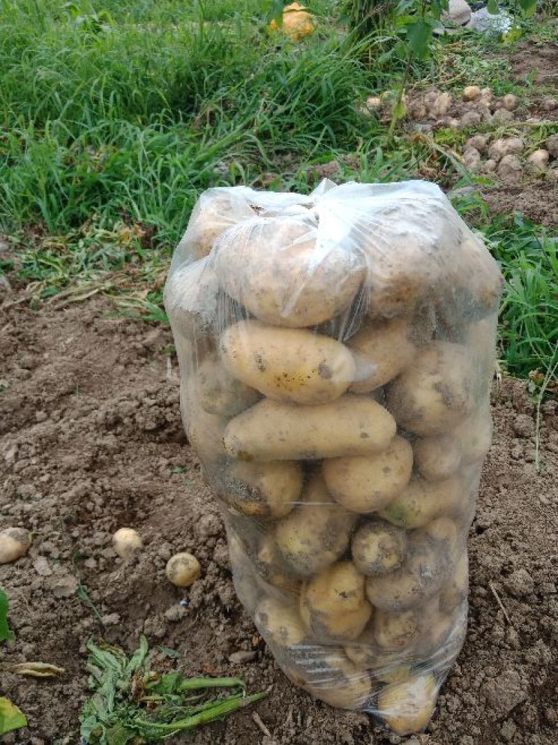 荷兰十五土豆，产地直供