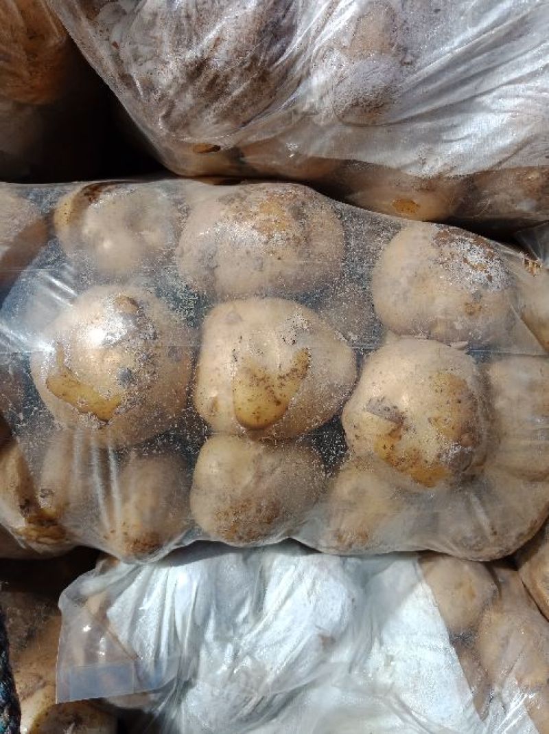 荷兰十五土豆，产地直供