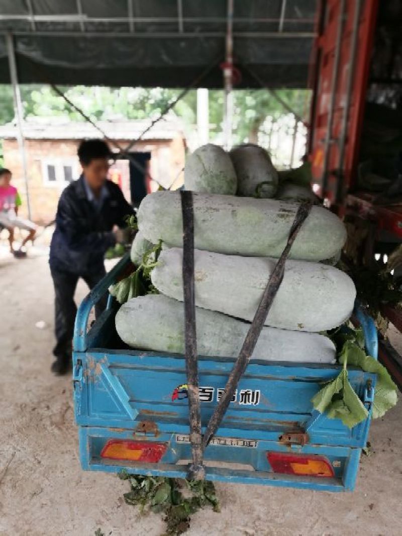 安徽芜湖精品白皮冬瓜，产地直供保质保量，条形好肉厚耐运输