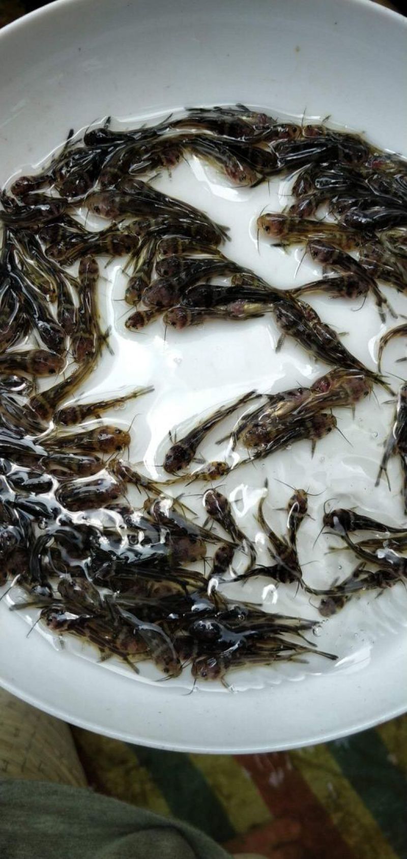 黄骨鱼苗3-5公分，黄辣丁鱼苗，黄鱼苗