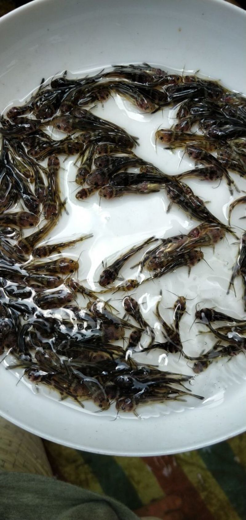 黄骨鱼苗3-5公分，黄辣丁鱼苗，黄鱼苗