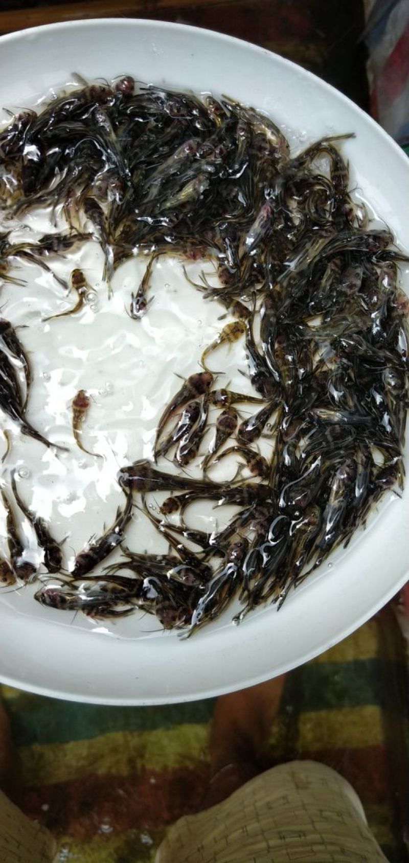 黄骨鱼苗3-5公分，黄辣丁鱼苗，黄鱼苗