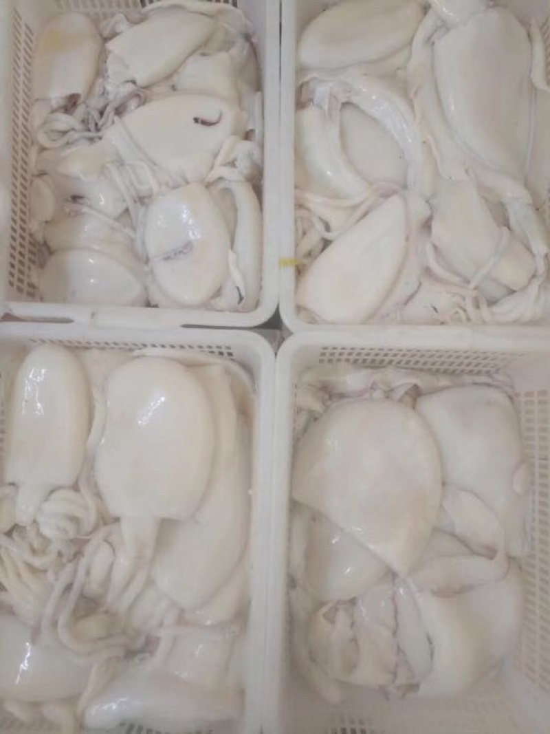 墨鱼胶