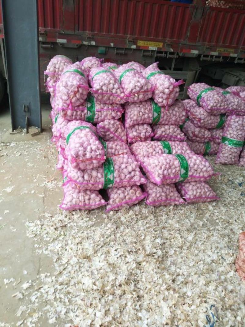大蒜精品6.0以上对接农户一手货源发超市走市场