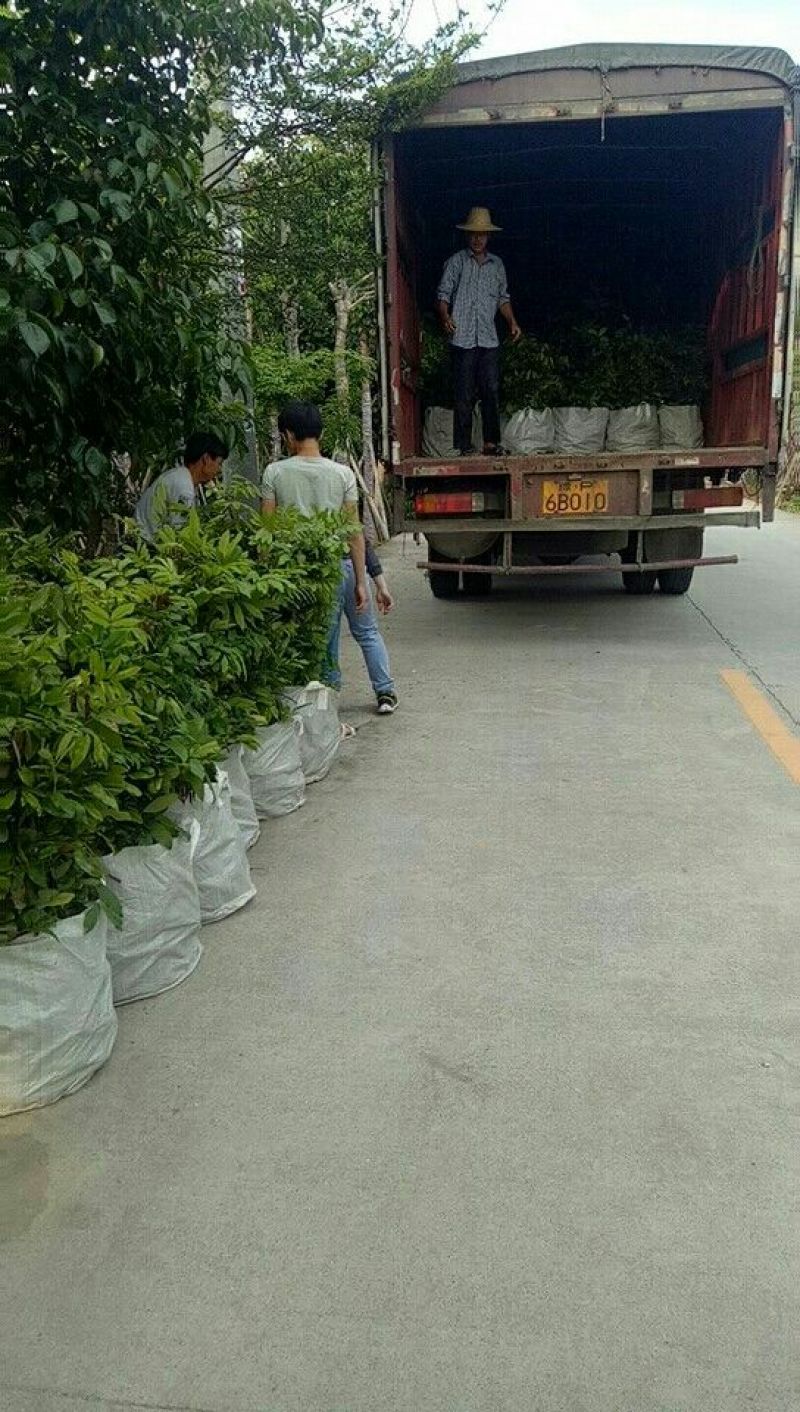 桂圆苗嫁接苗果肉脆甜