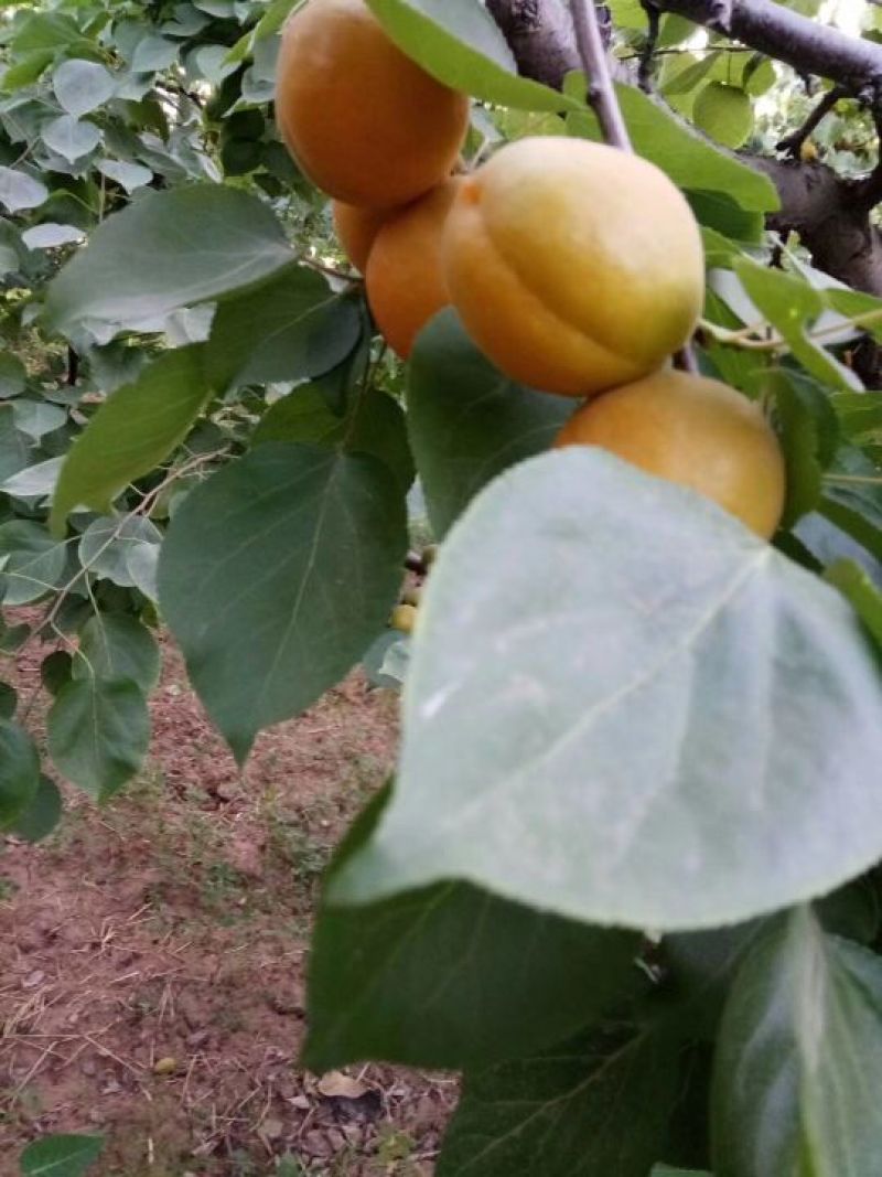 金太阳杏6月1号供货，山地平地都有。皮毛干净