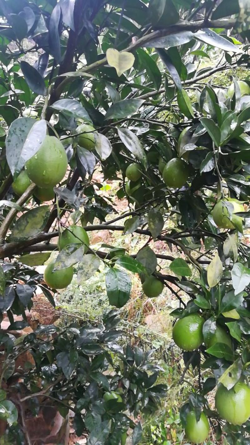优质伦晚，九月红，红芯，园红，夏橙树苗