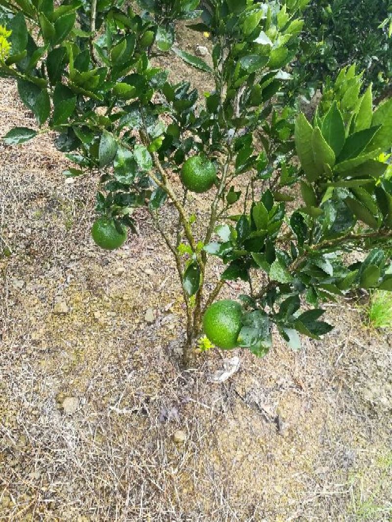 优质伦晚，九月红，红芯，园红，夏橙树苗