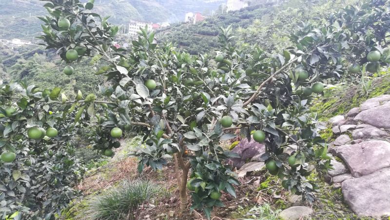 优质伦晚，九月红，红芯，园红，夏橙树苗