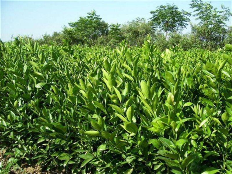 优质伦晚，九月红，红芯，园红，夏橙树苗