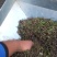 五灵脂灵脂米糖灵脂飞鼠屎