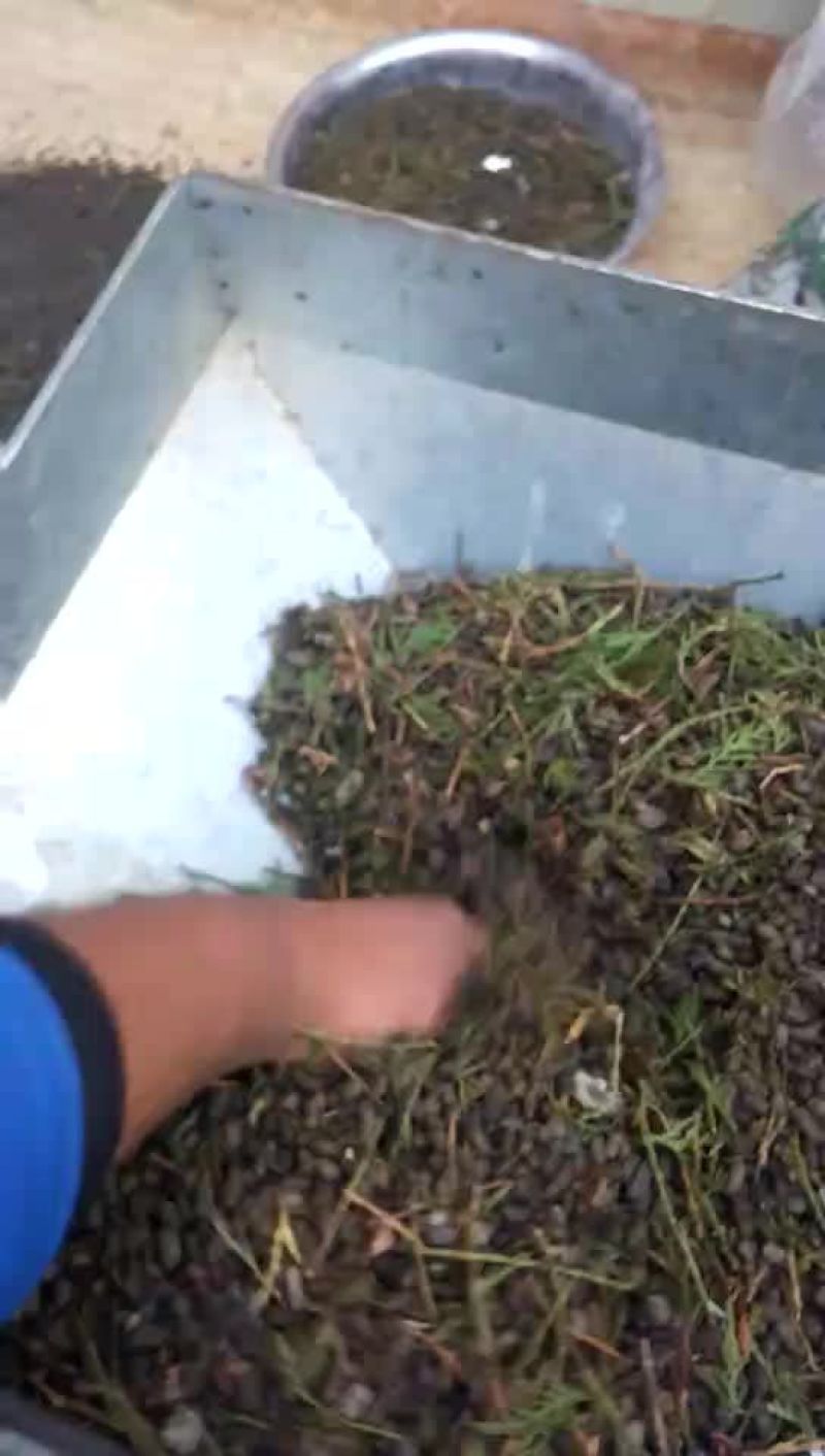 五灵脂灵脂米糖灵脂飞鼠屎