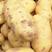 荷兰十五土豆，三两起步适合发市场走超市