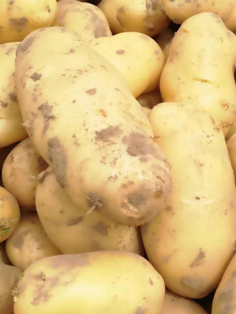 荷兰十五土豆，三两起步适合发市场走超市