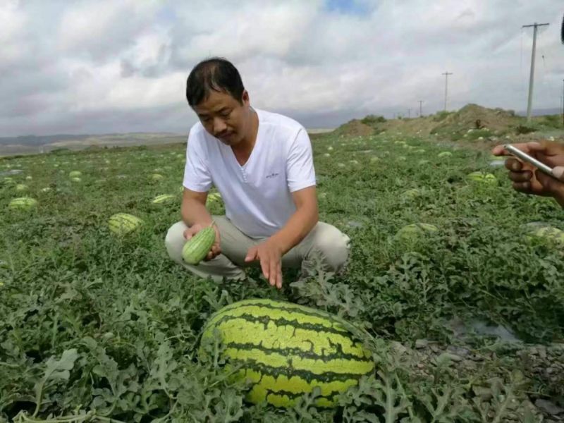 【牛商推荐】金花一号15斤打底9成熟1茬量大从优