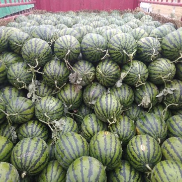 精品甜王，皮毛好，甜度高，可视频看货