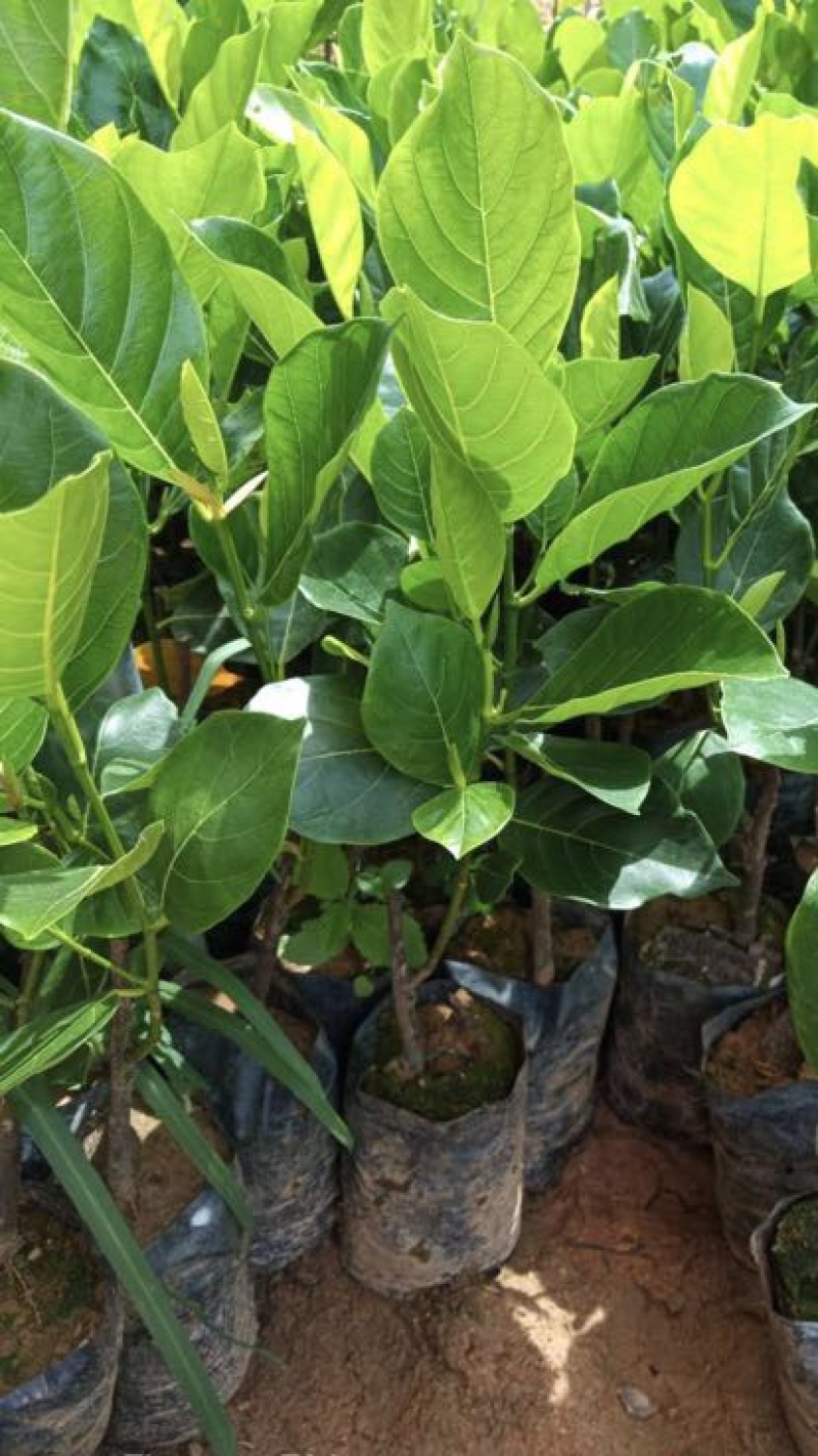 1号菠萝蜜苗稿接树，果子非常饱满圆润大个